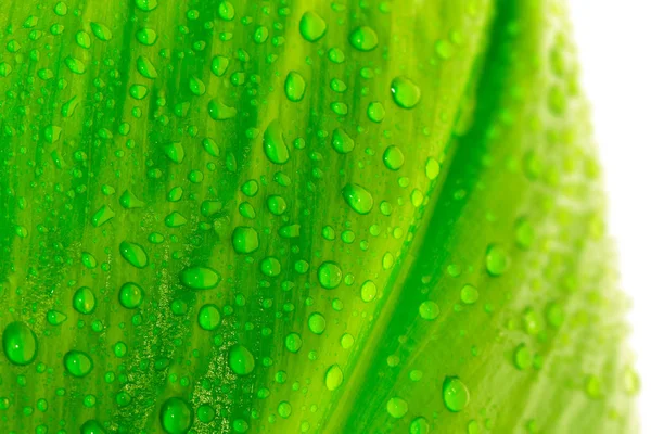 Hoja con gotas de agua —  Fotos de Stock