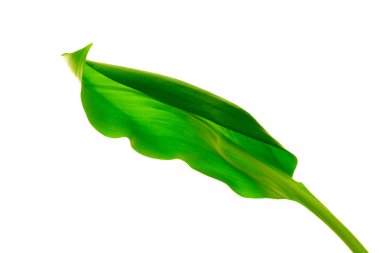 Yaprak ve su damlaları