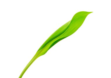 Yaprak ve su damlaları