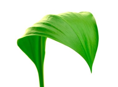 Yaprak ve su damlaları