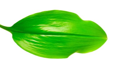 Yaprak ve su damlaları