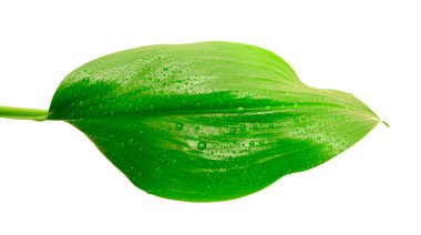 Yaprak ve su damlaları