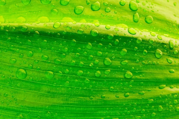 Leaf with drops of water — Stock Photo, Image