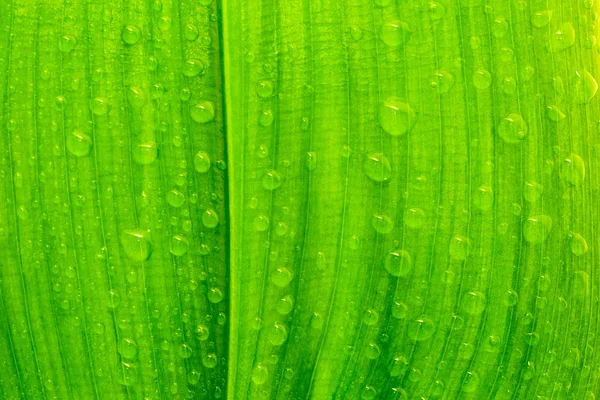 물 한 방울로 잎을 만든다 — 스톡 사진