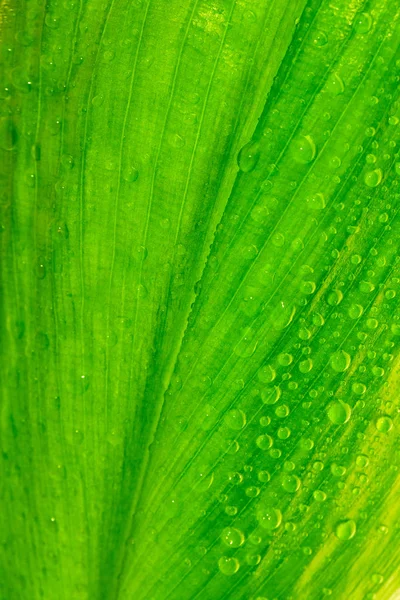 Folha com gotas de água — Fotografia de Stock