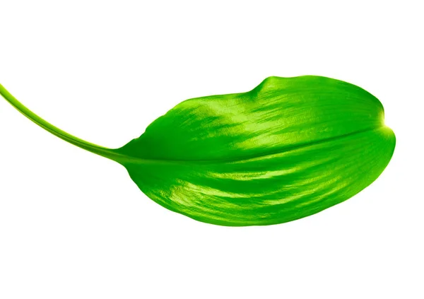 Зеленый лист близко. — стоковое фото