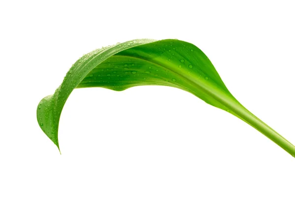 Green leaf with drops of water — Stock Photo, Image