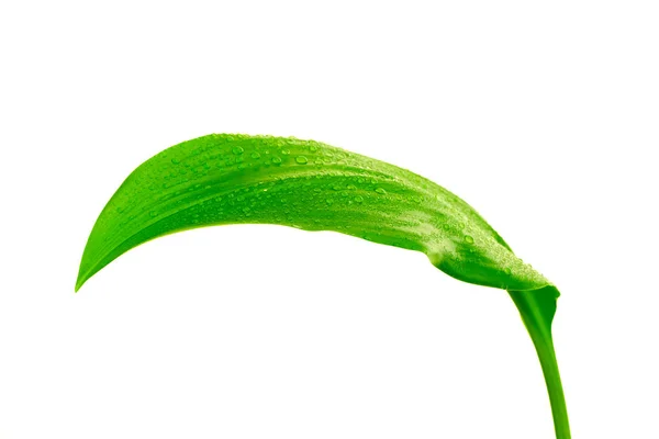 Folha verde com gotas de água — Fotografia de Stock