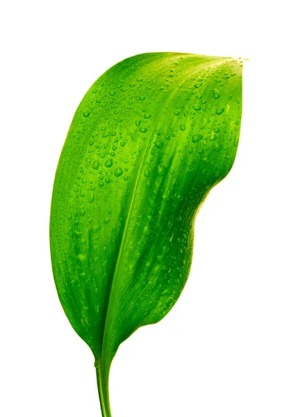 绿叶加水滴 — 图库照片