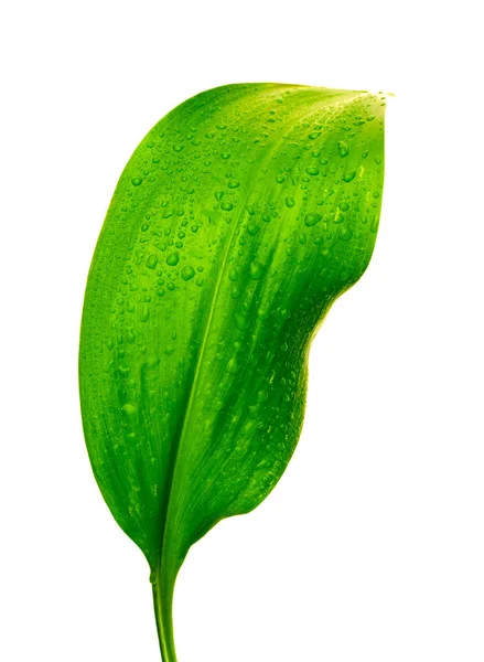 Green leaf with drops of water — Stock Photo, Image