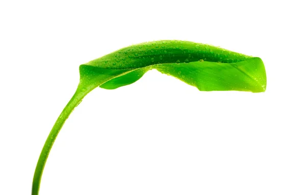 Green leaf with drops of water — Stock Photo, Image