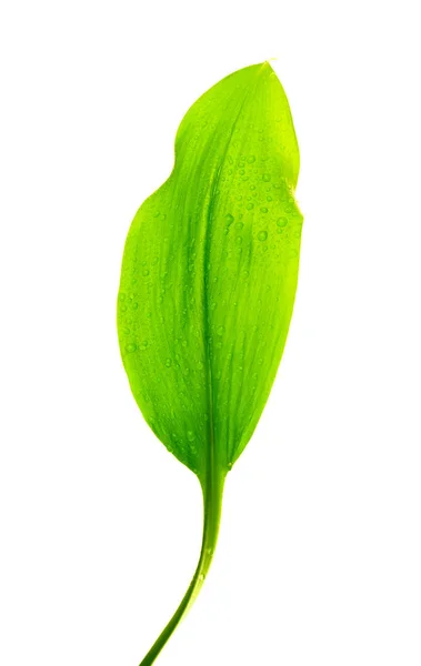 Green leaf with drops of water — Stock Photo, Image