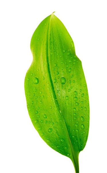 Green leaf with drops of water — Stock Photo, Image