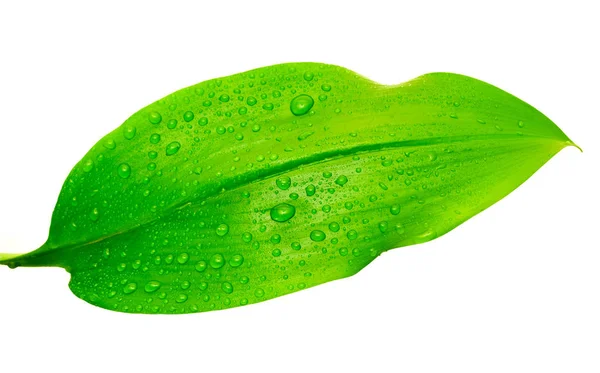 Grönt löv med droppar vatten — Stockfoto