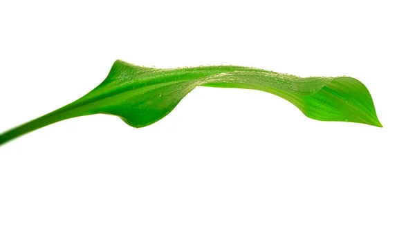 Green leaf with drops of water — Stock Photo, Image