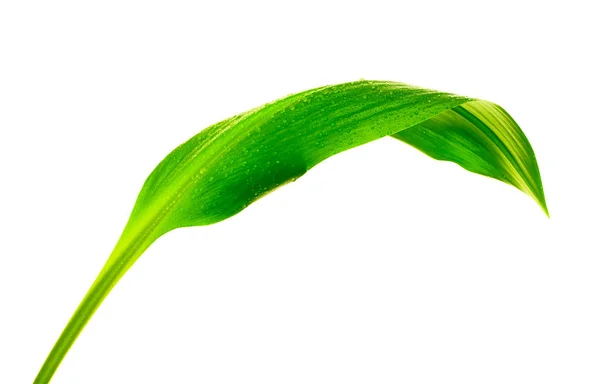 Πράσινο φύλλο με σταγόνες νερού — Φωτογραφία Αρχείου