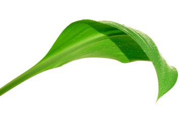 Yeşil yaprak ve su damlaları