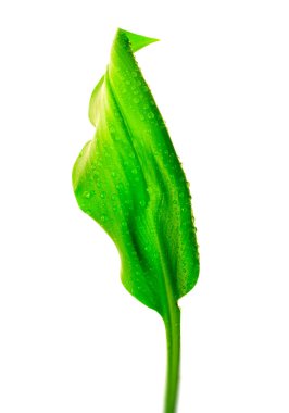 Yeşil yaprak ve su damlaları