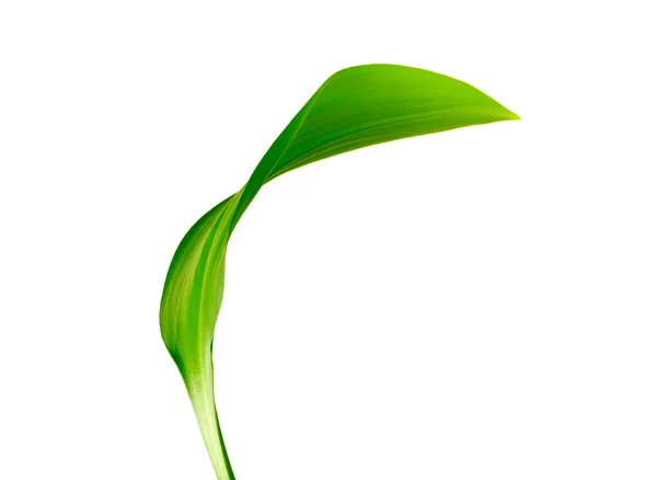 Green leaf on white — Stock Photo, Image