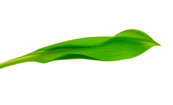 Зеленый лист на белом — стоковое фото