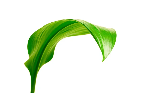 백색에 녹색 잎 — 스톡 사진