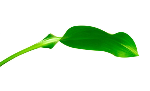Зеленый лист на белом
