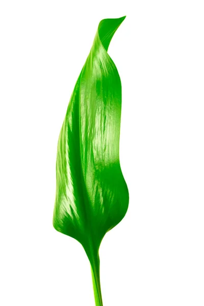 Gröna blad på vit — Stockfoto