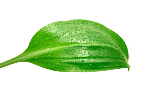 Zelený list s kapkami vody — Stock fotografie
