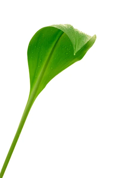 Green leaf with drops of water — Stock Photo, Image