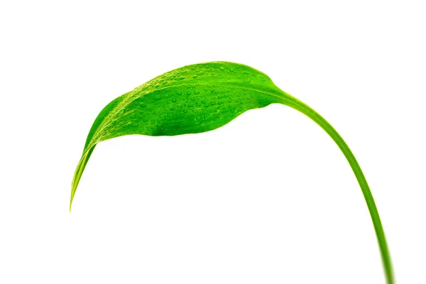 Grünes Blatt mit Wassertropfen — Stockfoto