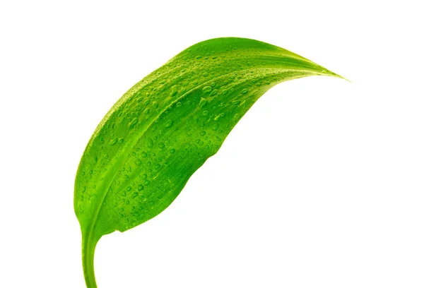 Hoja verde con gotas de agua —  Fotos de Stock