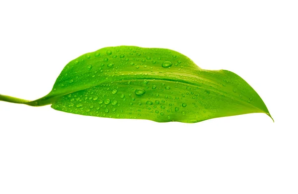 Green leaf with drops of water — Stock Photo, Image