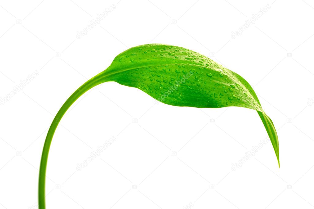 green leaf with drops of water