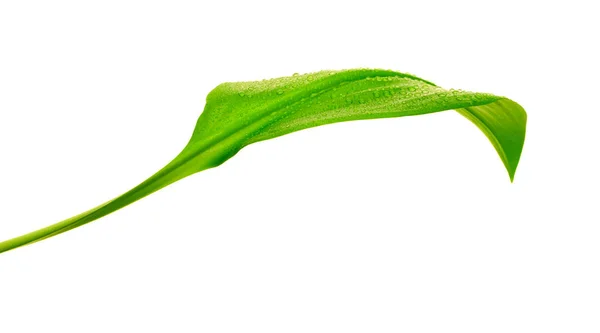 Folha verde com gotas de água — Fotografia de Stock