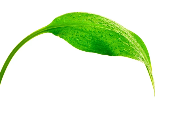Frunze verzi cu picături de apă — Fotografie, imagine de stoc