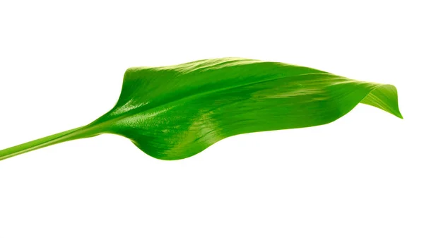 Πράσινο φρέσκο φύλλο — Φωτογραφία Αρχείου