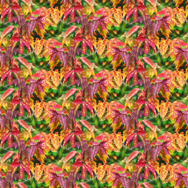 Floral autumn pattern — Stock Photo, Image