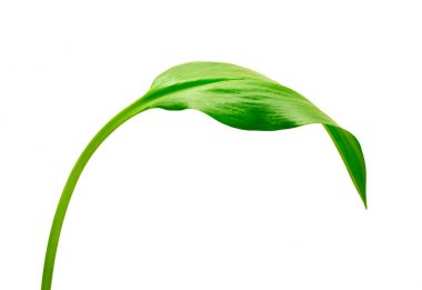 zemin üzerine yeşil yaprak