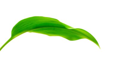 zemin üzerine yeşil yaprak