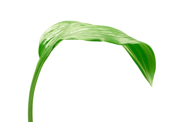 Zemin üzerine yeşil yaprak — Stok fotoğraf