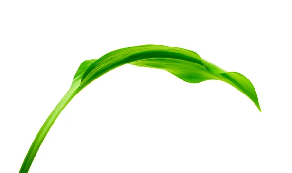 배경에 녹색 잎 — 스톡 사진