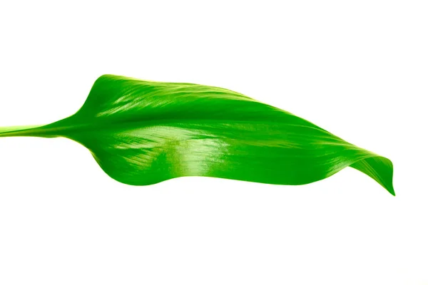 Green leaf on background — Stock Photo, Image