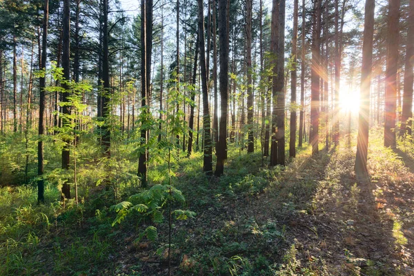 Захід сонця в зеленому лісі — стокове фото