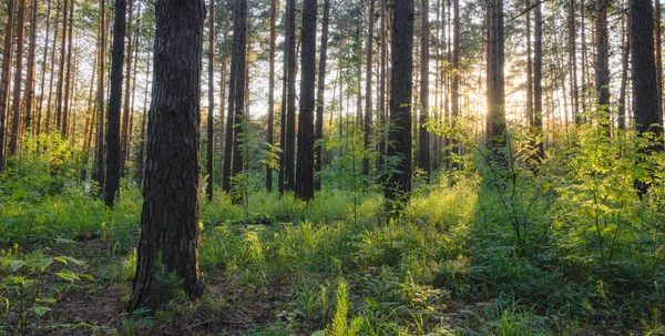 Sunset in green woods — Stock Photo, Image