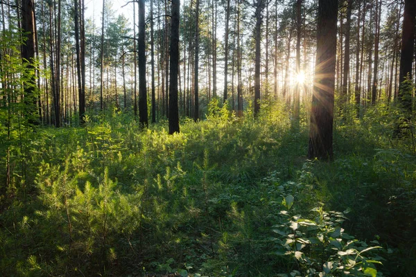 Sonnenuntergang in grünen Wäldern — Stockfoto