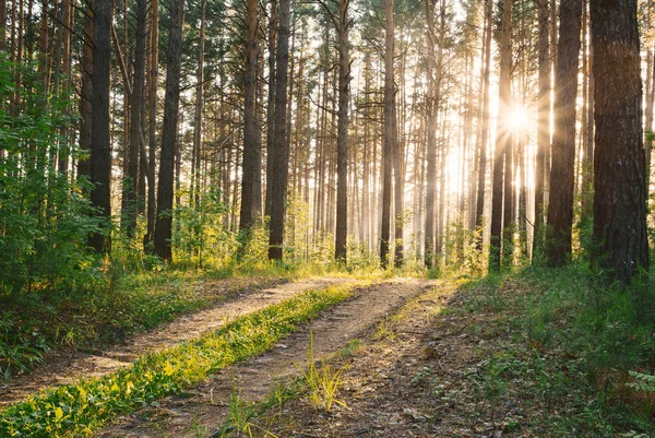 Захід сонця в зеленому лісі — стокове фото