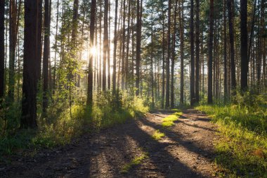 ormanda günbatımı ışığı 
