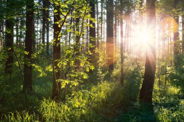ormanda günbatımı ışığı 