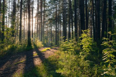 ormanda günbatımı ışığı 