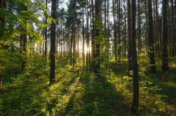 Захід сонця світло через ліс — стокове фото